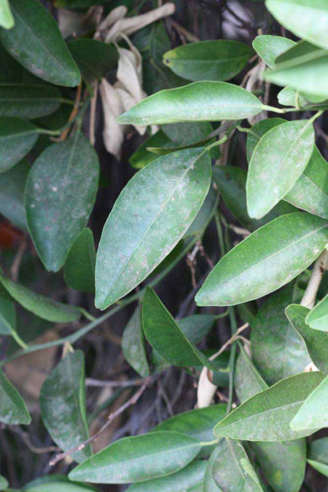              Sun leaves (Riverside, CA)       